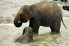 A dip in the water is seventh heaven for a baby elephant