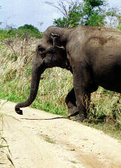 Wild elephants crossing the pathways is a common sight