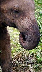 Curled up trunk means got a mouthful of grass