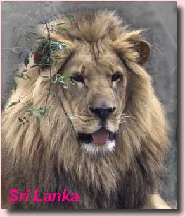 The Lion of Sri Lanka is symbolic of the bravery of those early settlers from North (or North Eastern) India who spoke an Indo-Aryan dialect.