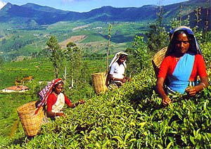 A Tea Estate and its workers in the hills