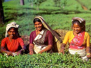 Tea will not be the same without these workers