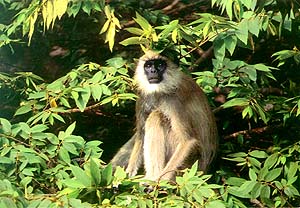 The Gray Langur