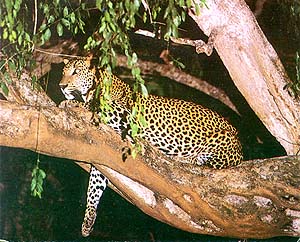 A leopard perched on the branch of a tree