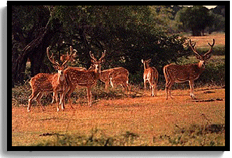 Wilpattu National Park