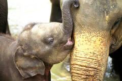  A baby cuddles up to a big sister or brother