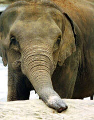 Playing with sand or nosing around?