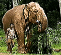 elephant with branch