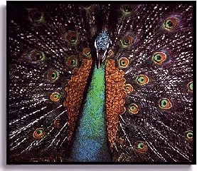 monara (peacock)