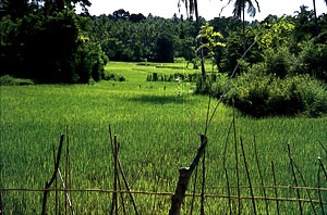 Paddy fields are an inescapable sight anywhere in Sri Lanka