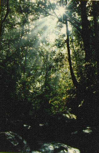 A view of the sun bursting through the tropical growth