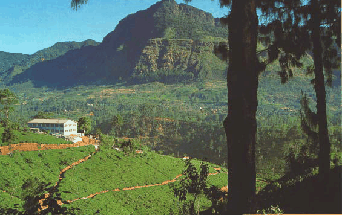 A Tea Factory against the background of the beautiful highlands of Sri Lanka