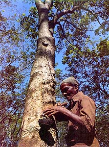 Rubber Tapper