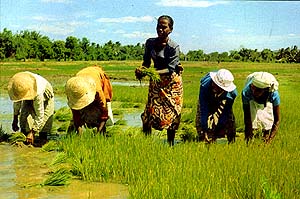 Transplanting Rice Seedlings