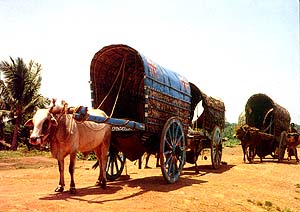 Bullock Cart