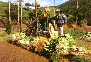 Direct from the garden to the stall by the raod