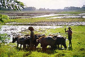 Ploughing the fields with no mechanical aid or fuel