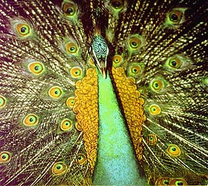 The Peacock