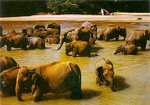 Bath time at Pinnawela Elephant Orphanage